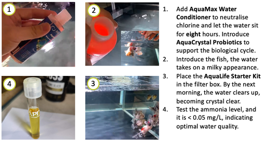 Amazonia Aquarium's Smooth Transition