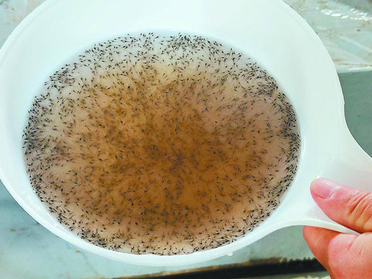 Shrimp Larvae