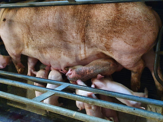 Pigs