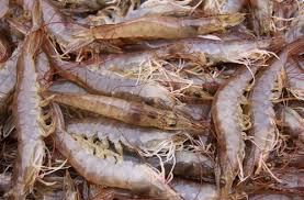 King Prawn