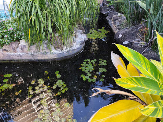 Biological Restoration of a Hotel Ornamental Pond Without Infrastructure Modification