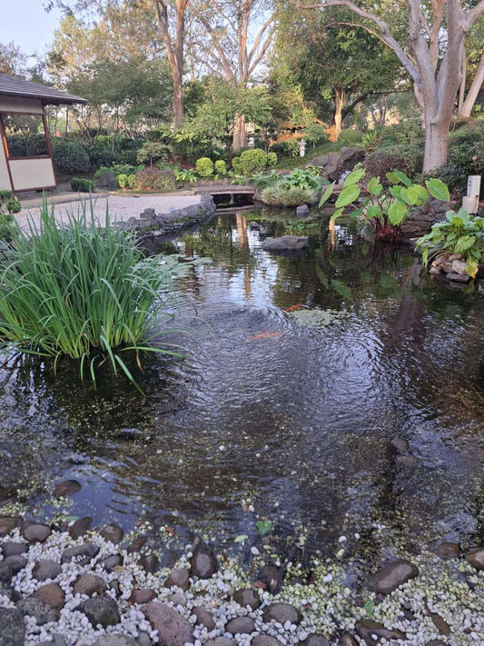 A 97% Cost Reduction: How BBA Tannins Clear Bacteria Transformed Campbelltown Council's Pond Project