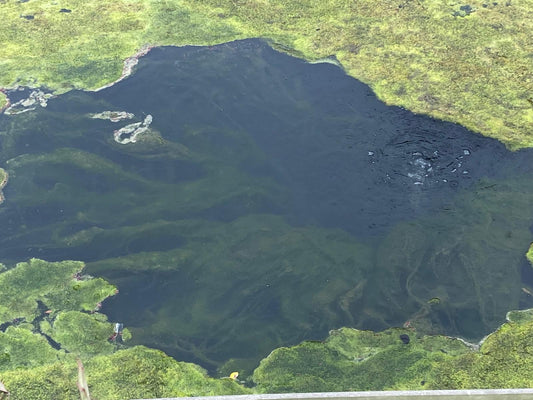 Algae Everywhere, but Zero Phosphate? Understanding the Hidden Nutrient Cycle in Your Pond