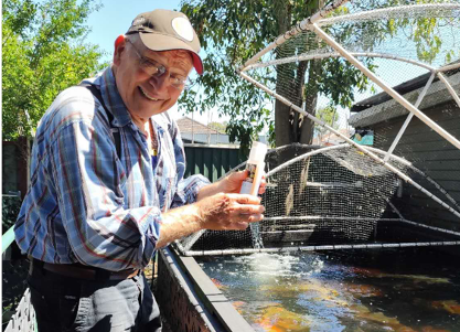 36 Years of Koi Breeding Excellence
