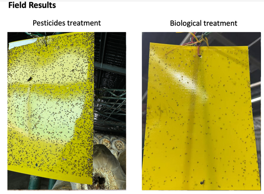 Breaking the Cycle: How Biological Control Stabilised Fungus Gnat Outbreaks in Mushroom Farms